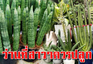 หามาปลูกไว้ โดยเฉพาะบ้านไหนมีผู้หญิง ได้ประโยชน์เยอะ