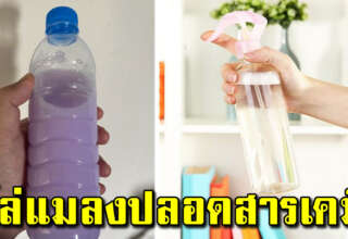 น่าทำตั้งนานเเล้ว ไม่มีเห็นวิ่งในครัวอีก หายเกลี้ยงไม่เหลือ