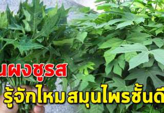 “ต้นผงชูรส” กินให้ถูก ประโยชน์เยอะที่หลายคนไม่รู้