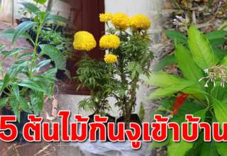 หามาปลูกไว้ 5 ต้นไม้ ช่วยป้องกันเข้าบ้านได้