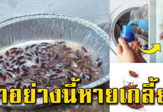 แม่บ้านรู้ไว้เลย บ้านสะอาด ไม่มีเห็นวิ่งในครัวอีก หมดเกลี้ยงไม่เหลือ