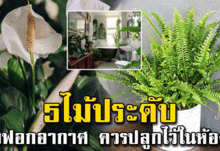 ต้นไม้ 5 ชนิด นิยมปลูกไว้ในห้องน้ำ ช่วยดับกลิ่น ฟอกอากาศให้สดชื่น