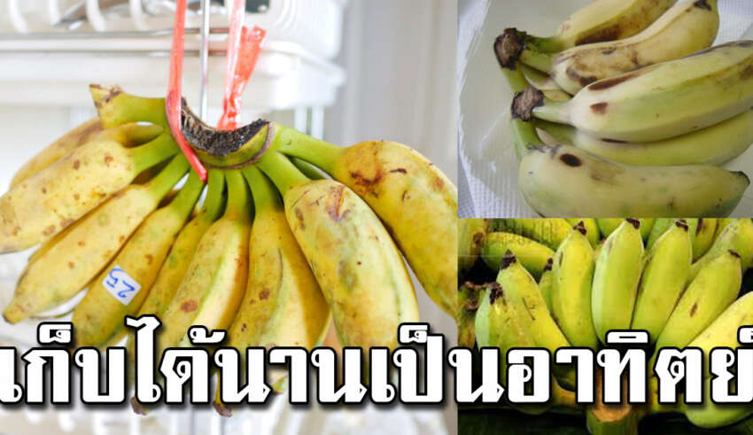 เก็บกล้วยไว้กินได้นาน ไม่ดำไม่ช้ำ อยู่ได้เป็นอาทิตย์