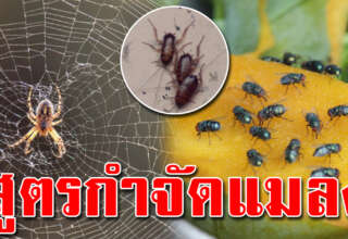 6 ทริคง่ายๆ สู ต ร กำ จั ดแ ม ล งในบ้าน รับรองหายเกลี้ยง