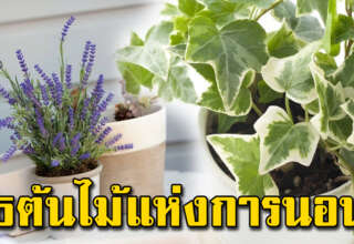 ต้นไม้ 5 ชนิด ช่วยให้นอนหลับสนิทสบายทั้งคืน หามาปลูกไว้