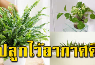 8 ต้นไม้ ปลูกแล้วอากาศดี นอนหลับสบาย รีบหามาปลูกเลย