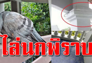 เทคนิคแสนง่ายๆ ระเบียงบ้านสะอาด ไม่มีเข้ามาเกาะต่อไป