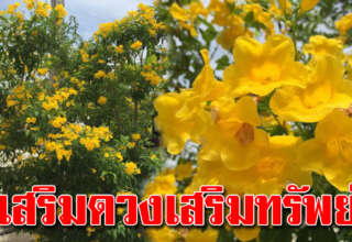 ต้นทองอุไร ปลูกให้ถูกวัน ไม้ม ง ค ล เสริมโชคลาภ เงินทองเต็มบ้าน