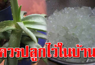 ประโยชน์ว่านหางจระเข้ บ้านไหนปลูกไว้ดีมาก
