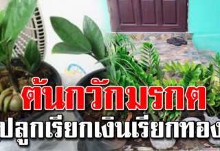 ต้นกวักมรกต ปลูกไว้ในบ้านเป็นมงเป็นคล เรียกเงินทองเข้าบ้านไม่ขาด
