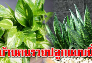 บ้านค น ร ว ยนิยมปลูก 5 ต้นไม้ เพิ่มพูนเงิน งานยิ่งขึ้นไป