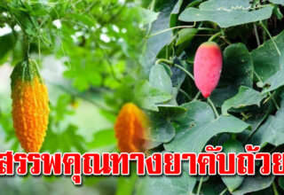 5 ผักส มุ น ไ พ รชั้นดี ควรปลูกไว้ติดบ้าน ประโยชน์มาก