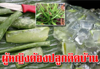 หาปลูกติดบ้านไว้ ประโยชน์ทั้งนั้น บ้านไหนมีผู้หญิงปลูกเลย