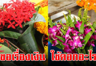 ดอกไม้แต่ละชนิด ที่นำมาไหว้บูชาพระ อ ย า กขอเรื่องเงิน ใช้ดอกอะไรดี