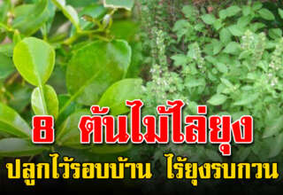 ต้นไม้ 8 ชนิด ช่ ว ย ไล่ยุง ควรปลูกไว้ในบริเวณบ้าน