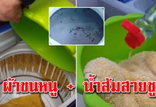 ผ้ากับน้ำส้มสายชู 2 ถ้วย ใส่ลงไปปั่นในเครื่อง แม่บ้านต้องรู้