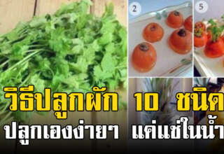 ผักสวนครัว 10 อย่าง นำกลับมาปลูกซ้ำใหม่ได้ โตเร็ว