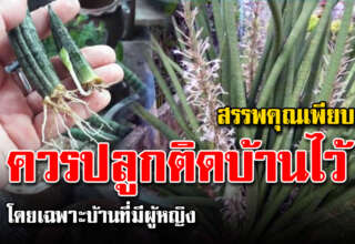 หาปลูกเอาไว้ ไม้มงคล ส ร ร พ คุ ณสมุนไพร บอกเลยว่าดีมากๆ