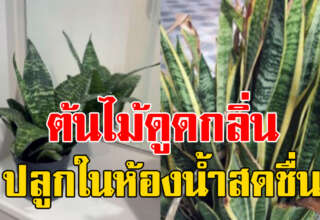 7 ต้นไม้ดูดกลิ่นในห้องน้ำ ฟอกอากาศให้สดชื่น หามาปลูกเลย