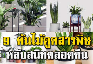 ต้นไม้ฟอกอากาศ 9 ชนิด ปลูกในห้องนอน หลับสนิทตลอดคืน