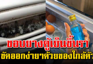 คราบราขอบยางตู้เย็น แก้ง่ายใช้แค่ของใกล้ตัว ผู้หญิงก็ทำเองได้