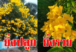 หามาปลูก ต้นทองอุไร บ้านค น ร ว ยนิยมปลูก มีเงิน ชีวิตรุ่งเรือง