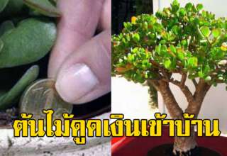ปลูกเอาไว้ในบ้าน หาซื้อไม่ยากจ ะ ช่ ว ยดูดเงินทอง โชคดีเข้ามาเสมอ