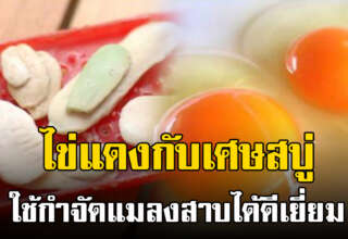 ใช้เศษสบู่กับไข่แดง ใช้กำจัดแมลง ส า บ ได้ดีเยี่ยม หายเกลี้ยง